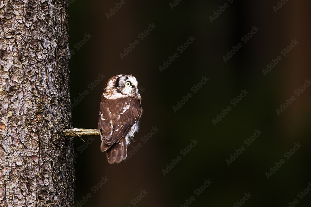 boreal owl or Tengmalm's owl (Aegolius funereus) sitting on a thin branch in the dark forest boreal owl or Tengmalm's owl (Aegolius funereus) sitting on a thin branch in the dark forest