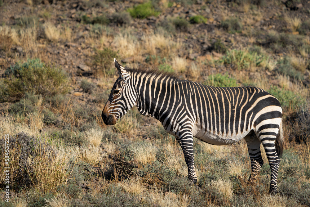 Obraz premium Cape mountain zebra (Equus zebra zebra). Karoo, Beaufort West, Western Cape, South Africa
