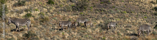 Cape mountain zebra  Equus zebra zebra . Karoo  Beaufort West  Western Cape  South Africa