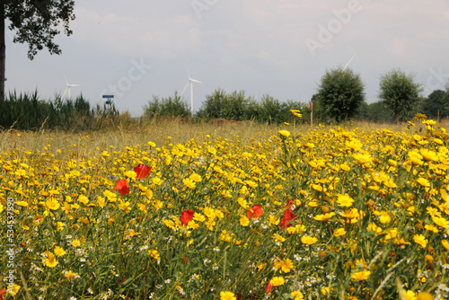 field of flowers © Ren