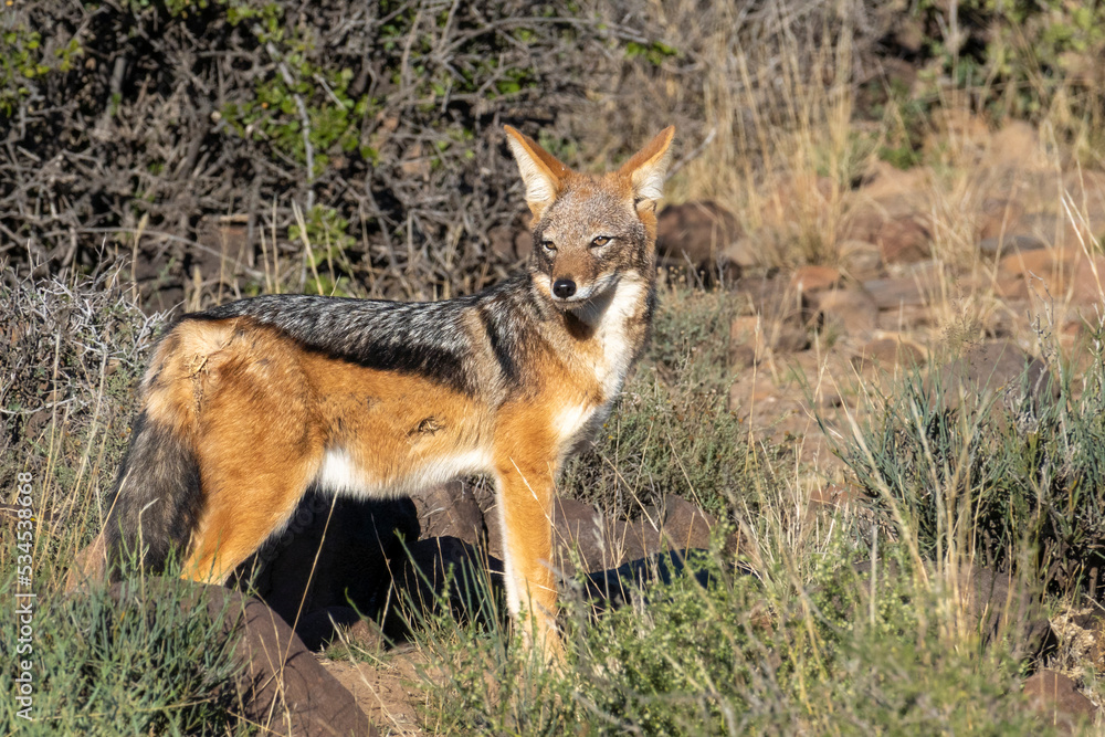 Black-backed or silver-backed jackal (Lupulella mesomelas). lKaroo, Beaufort West, Western Cape, South Africa