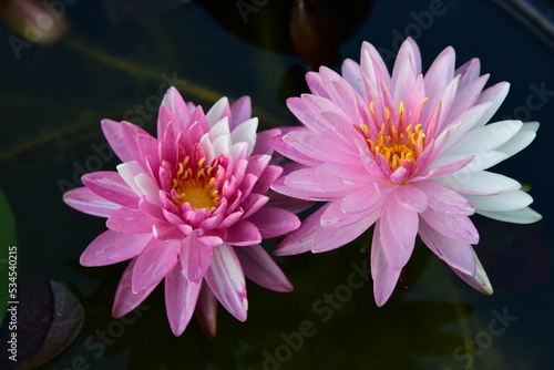pinkish-white lotus flowers
