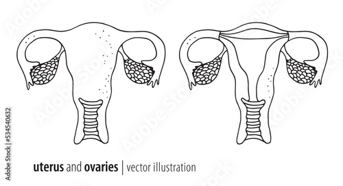 Uterus and ovaries vector illustration