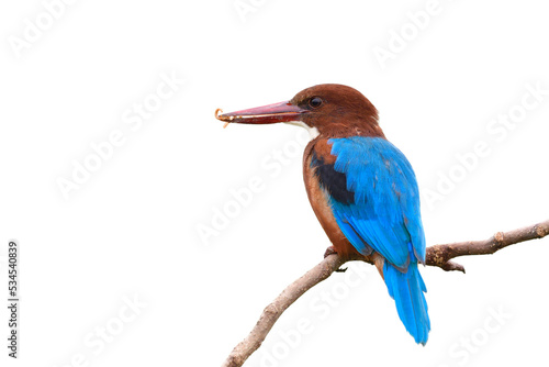 unusual kingfisher bird eating mealworm rather than live fish from stream, white-throated kingfisher taking fresh worm © prin79