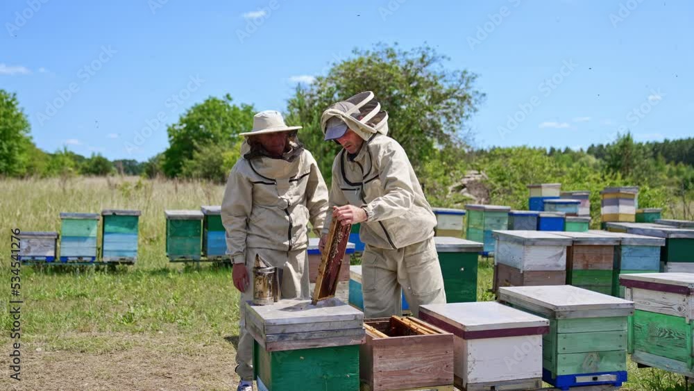 Check up at rural apiary on sunny summer day. A couple of beekeepers examining frames gathering propolis. Nature backdrop. Check up at rural apiary on sunny summer day. A couple of beekeepers examining frames gathering propolis. Nature backdrop.