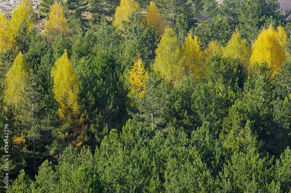 Abruzzo, the colors of autumn foliage