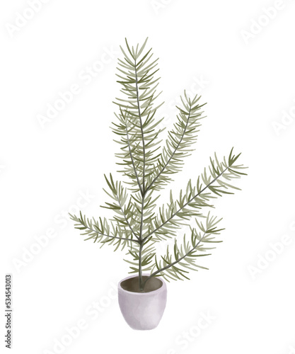 Pine tree growing in ceramic pot in watercolour style isolated on white background. Miniature potted plants in the style of New year and Christmas for home decoration 