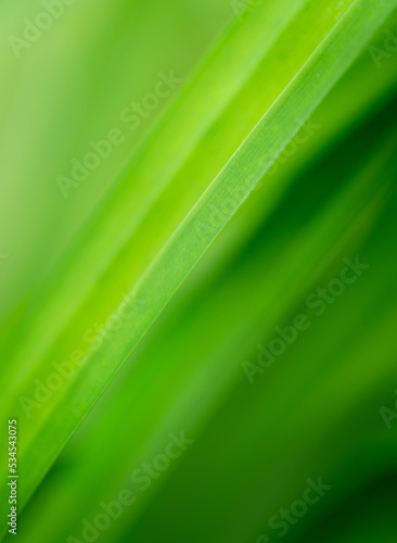 Close-up macro soft focus fresh green leaves abstract blur background.concept for ecology backdrop desktop wallpaper  website cover design.