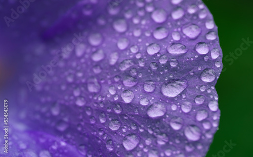 close up macro fresh dew drop on bright purple blooming flowers blur emerald green background.for floral spring desktop wallpaper,blossom cover backdrop design.