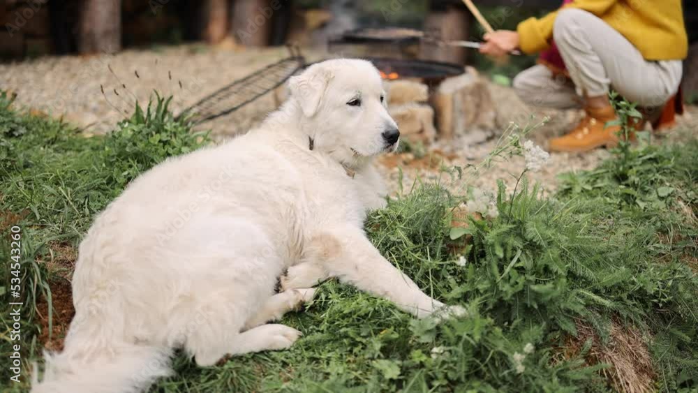 Adorable white dog lying relaxed by the fireplace at campsite. Maremmano-Abruzzese sheepdog Adorable white dog lying relaxed by the fireplace at campsite. Maremmano-Abruzzese sheepdog