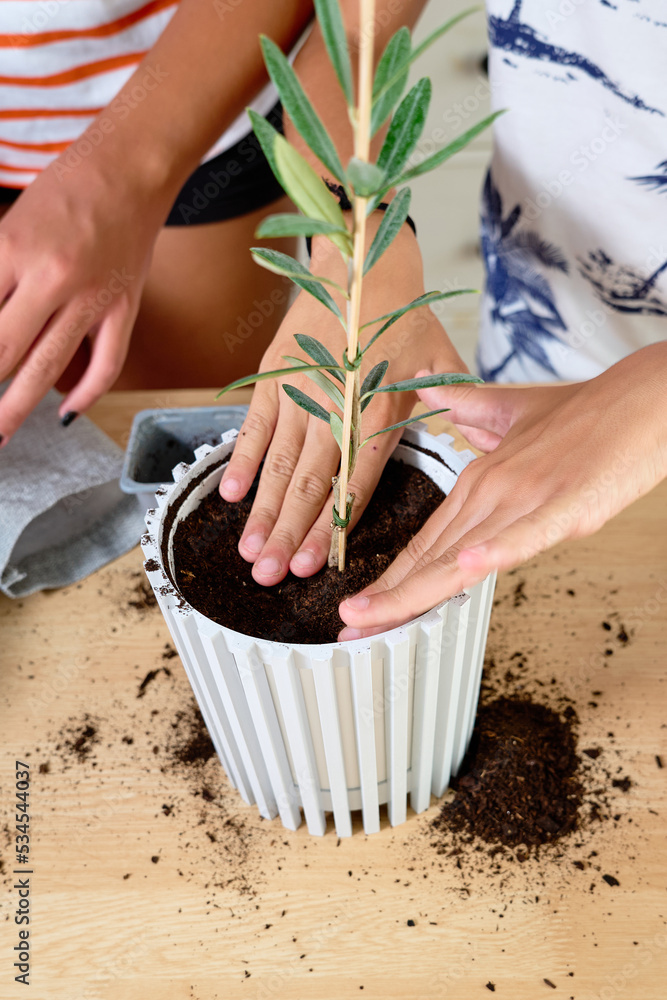 Children planting a small olive tree in a flowerpot, no faces are shown