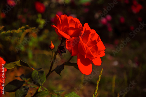 The Chinese rose in full bloom