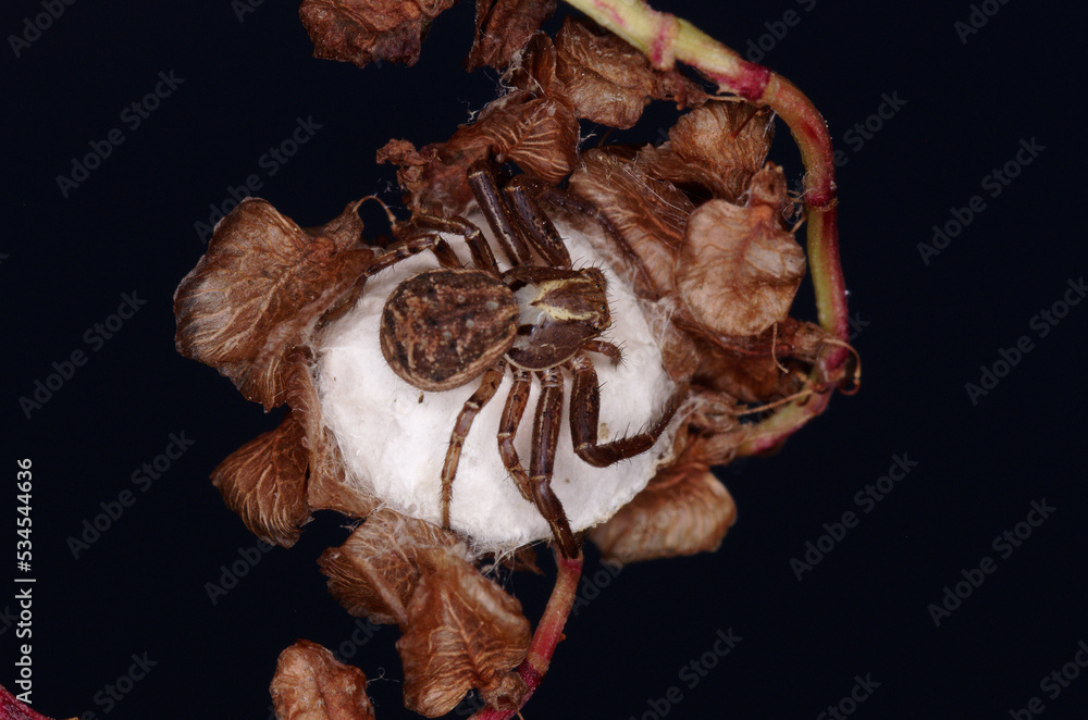 Une araignée crabe protégeant son cocon (Xysticus)