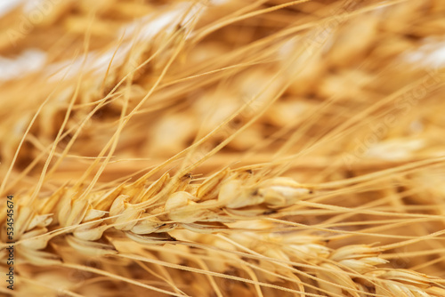 Ears of golden wheat in close- up. Rich harvest Concept. Label art design
