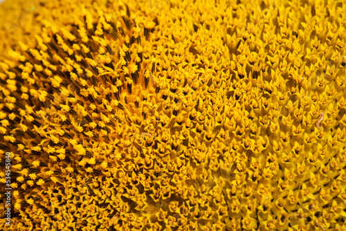 Core of of the flower  texture. Sunflower close-up. Seeds and oil. Flat lay  top view. Macro