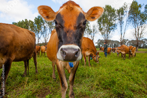  vacas lecheras jersey photo