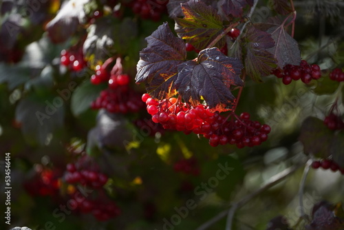 Johannisbeeren