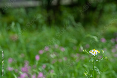 初夏の緑に囲まれて、ヒメジョオンの白い花の存在感