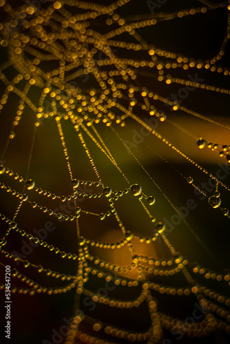 Dew drops glisten on backlit cobwebs