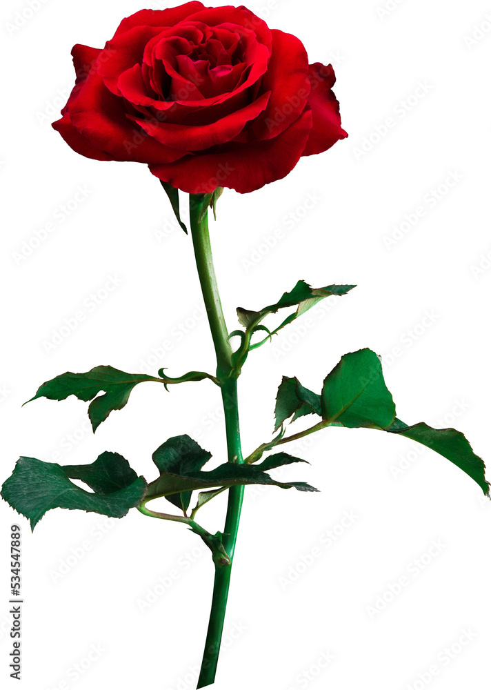 Obraz premium Red Rose flowers isolated for love wedding and valentines day