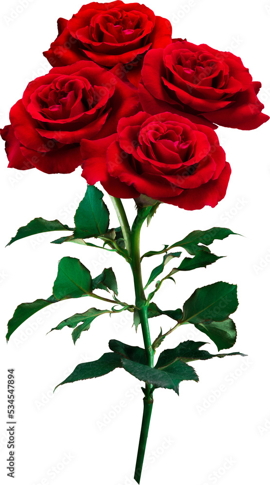Red Rose flowers isolated for love wedding and valentines day