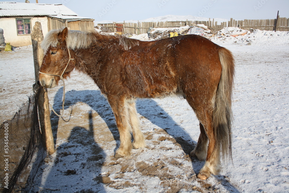 Mongolian Takhi horse in the tranquility of the quiet winter, Atar sum ...