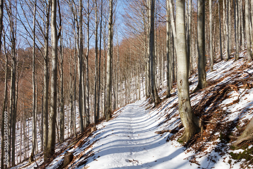 Fototapeta Naklejka Na Ścianę i Meble -  droga w lesie w zimie na szlaku podczas wycieczki