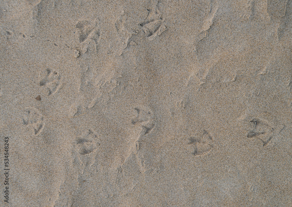 prints in the sand from shore birds on the beach
