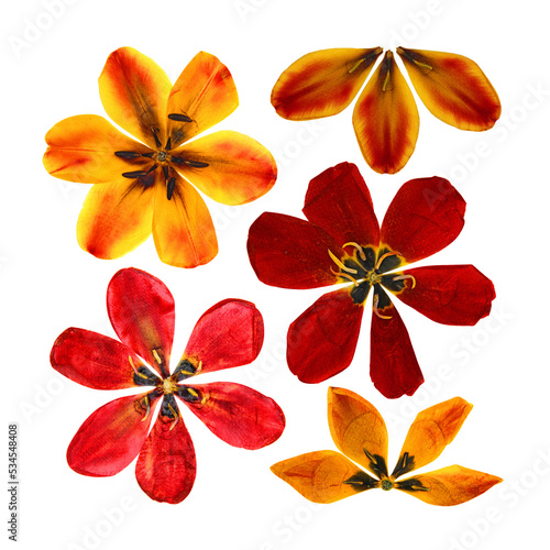 set of dried pressed  tulip perspective, dry delicate yellow, red, orange flowers and petals isolated on white scrapbook background