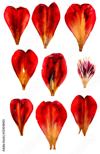 tulip perspective, dry delicate yellow, red, orange flowers and petals isolated on white background scrapbook pressed