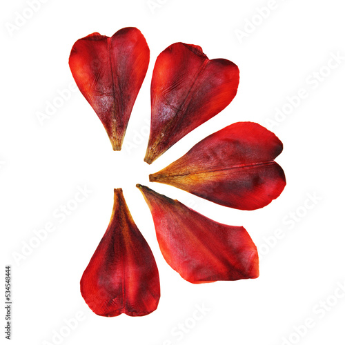 tulip perspective, dry delicate yellow, red, orange flowers and petals isolated on white background scrapbook pressed