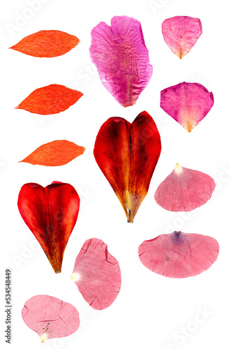 tulip perspective, dry delicate yellow, red, orange flowers and petals isolated on white background scrapbook pressed