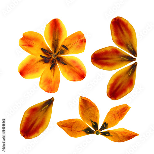 tulip perspective, dry delicate yellow, red, orange flowers and petals isolated on white background scrapbook pressed