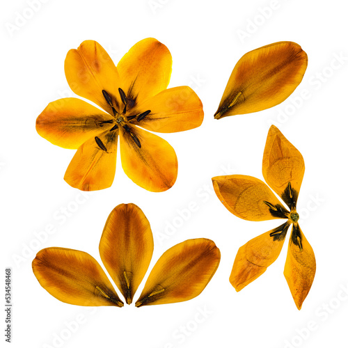 tulip perspective orange flowers and petals