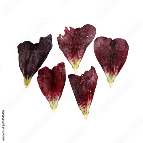 tulip perspective flowers and petals