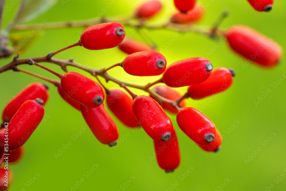 berries on a tree
