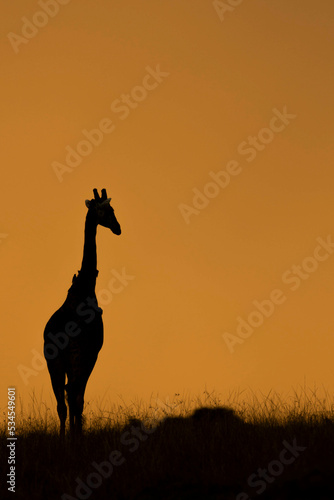 giraffe in sunset