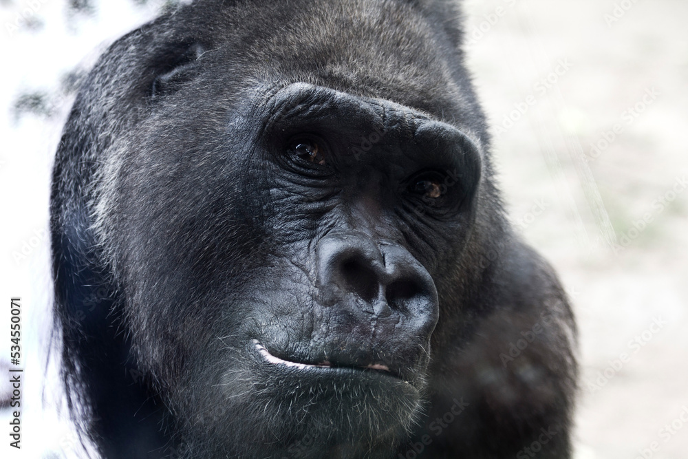 Obraz premium Zoo Animals