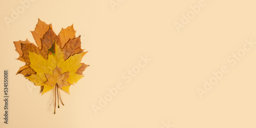 Dry autumn leafs on pastel background.Large banner with negative space.