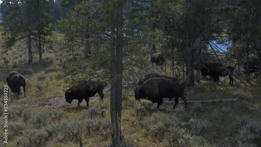 Herd of adult and baby buffaloes and bisons feeding and walking around in a Yellowstone National Park, Wyoming, USA. Herd of adult and baby buffaloes and bisons feeding and walking around in a Yellowstone National Park, Wyoming, USA.