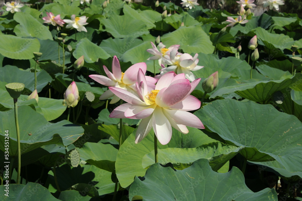 fioritura dei loti nel parco mediceo di pratolino firenze fioritura dei loti nel parco mediceo di pratolino firenze