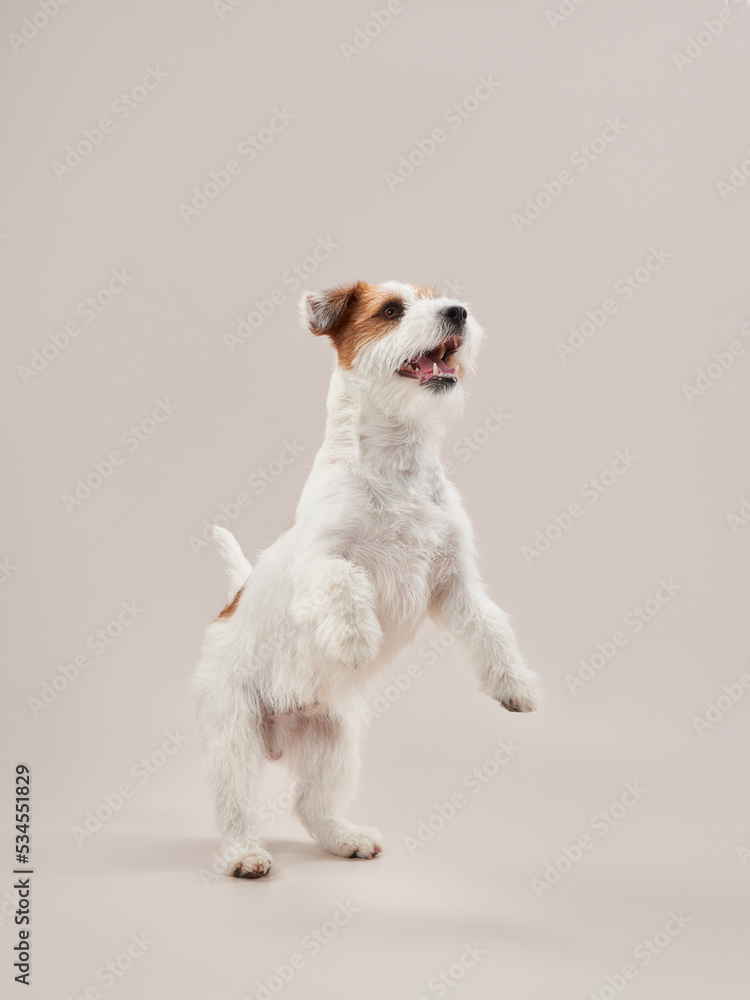 happy jack russell terrier on a beige background. 