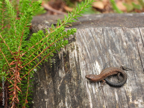 The viviparous lizard, or common lizard, (Zootoca vivipara, formerly Lacerta vivipara)