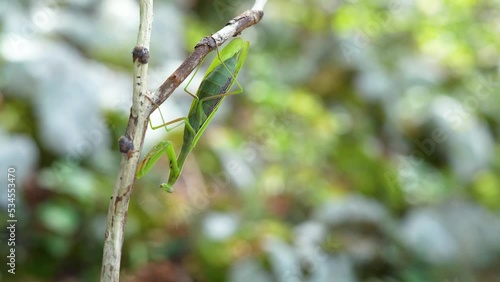 European (Praying) mantis hanging on a dry thin shaking branch with windy conditions photo