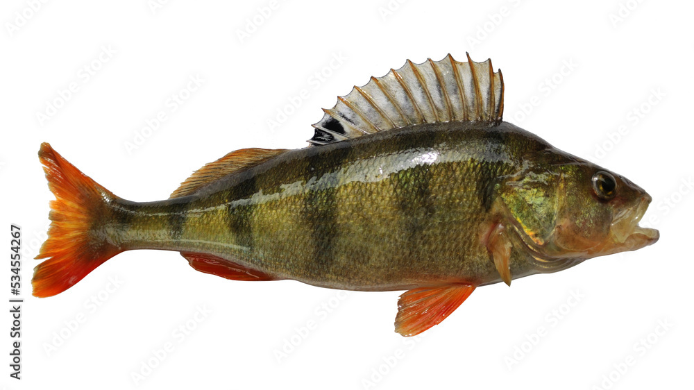 Perch live fish isolated on transparent background Perch live fish isolated on transparent background