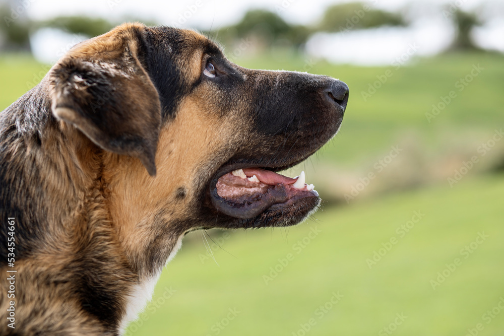 background of Spanish mastiff puppy, 8 months old, background of Spanish mastiff puppy, 8 months old,