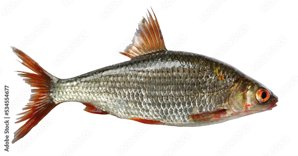 Rutilus live fish isolated on transparent background Rutilus live fish isolated on transparent background
