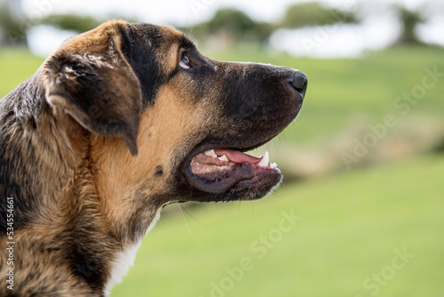 background of Spanish mastiff puppy, 8 months old,