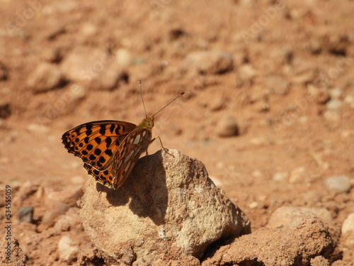 The Queen of Spain fritillary (Issoria lathonia) butterfly photo