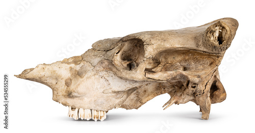 Side view of com skull. Isolated on a white background.